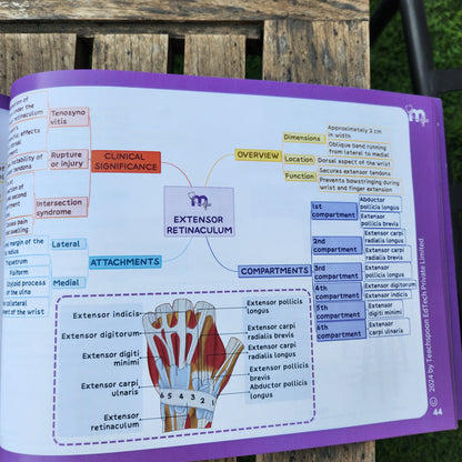 Upper Limb and Lower Limb