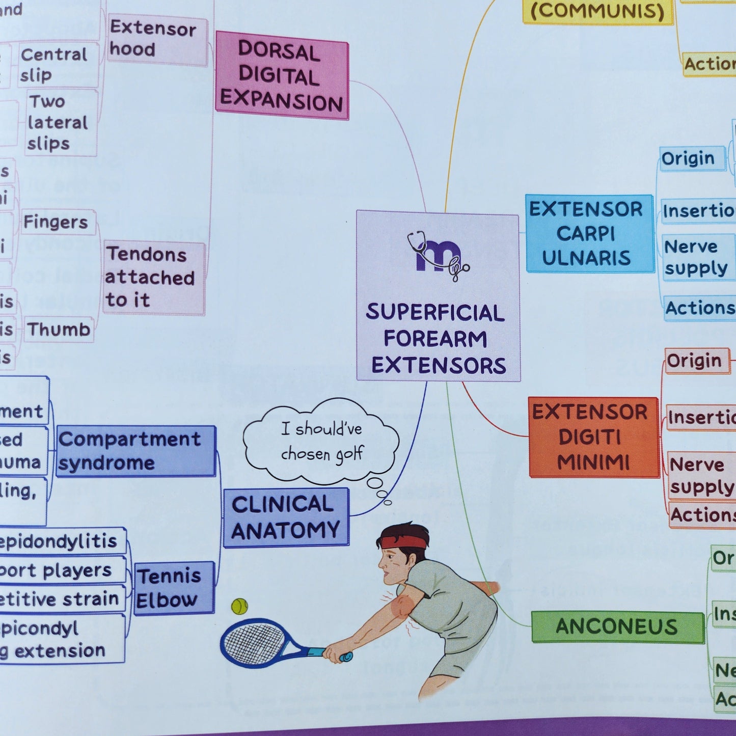 Upper Limb and Lower Limb