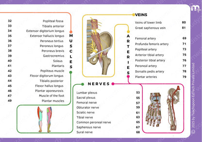 Anatomy bundle + General Anatomy + Osteology