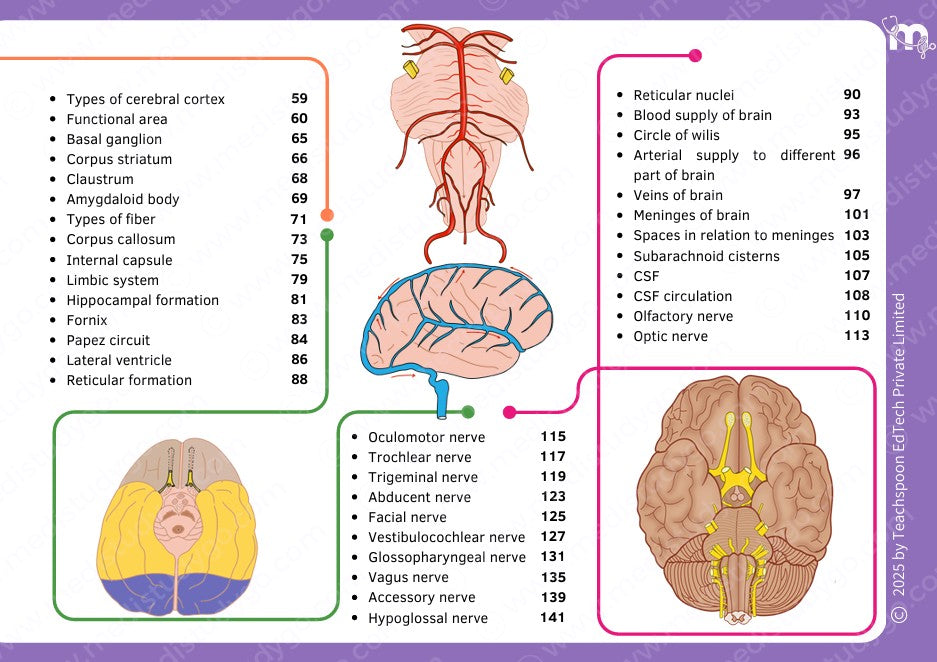 Neuroanatomy