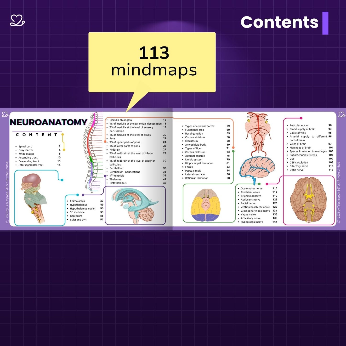 Neuroanatomy