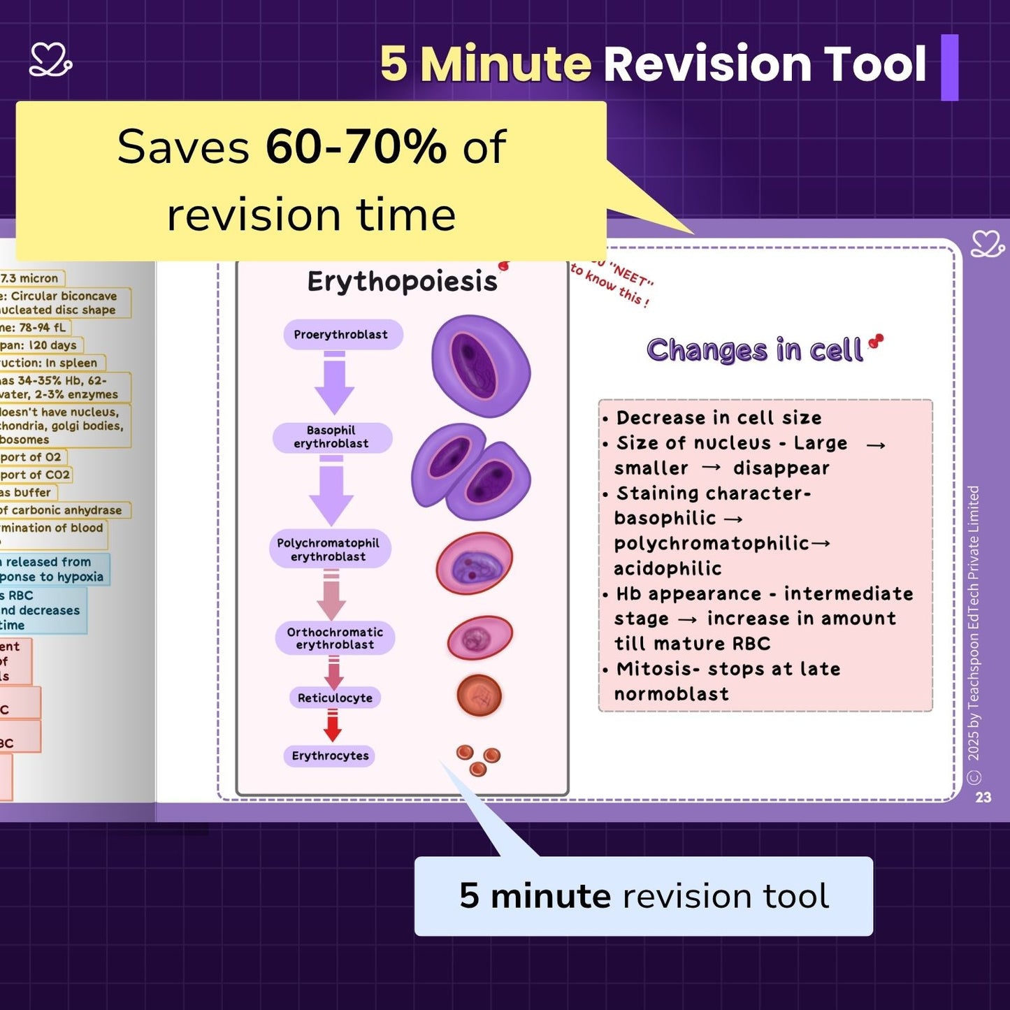 Physiology (MBBS)