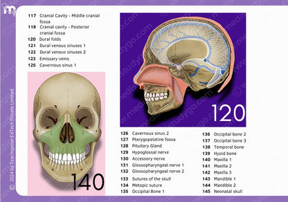 Anatomy bundle + General Anatomy + Osteology