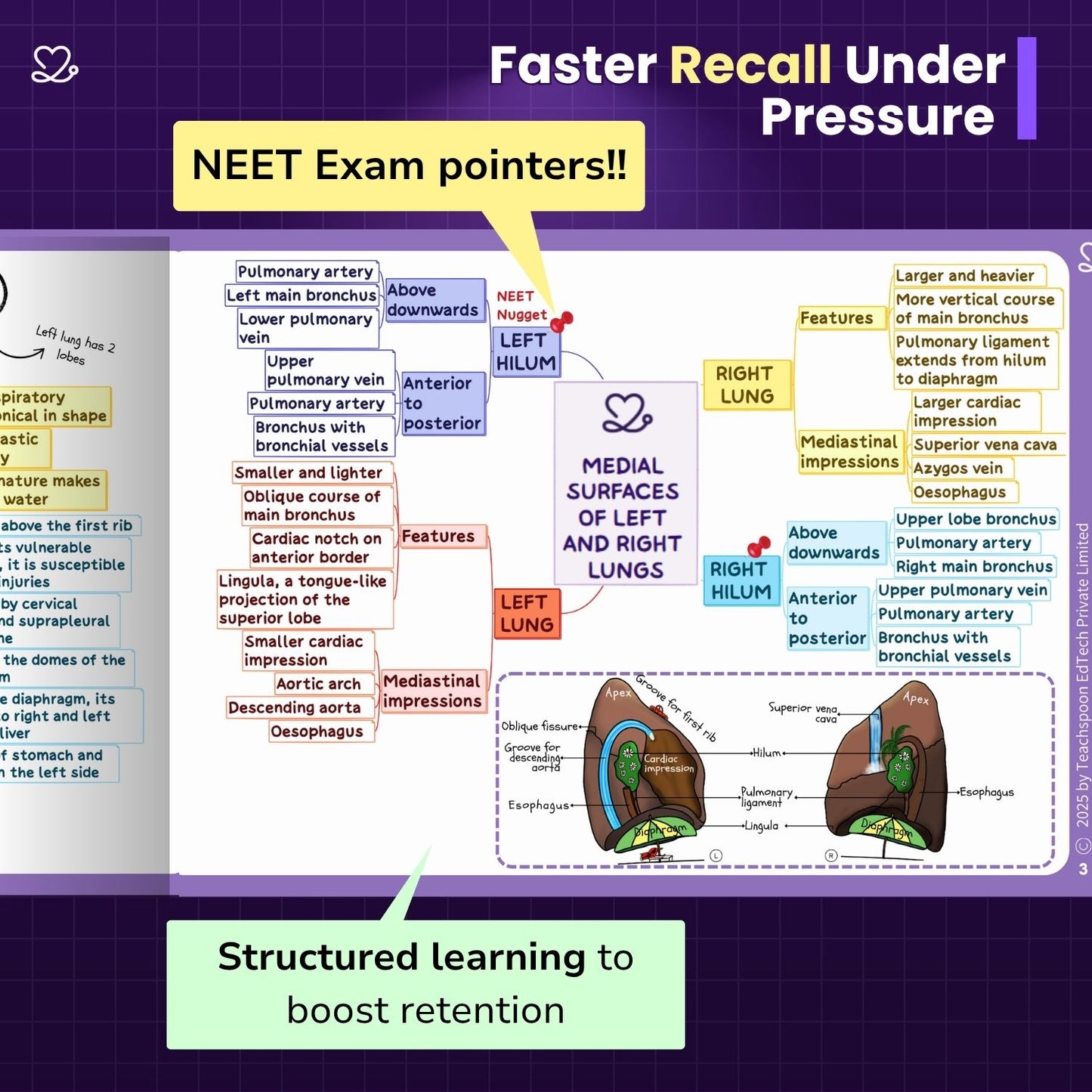 Abdomen, Thorax and Pelvis