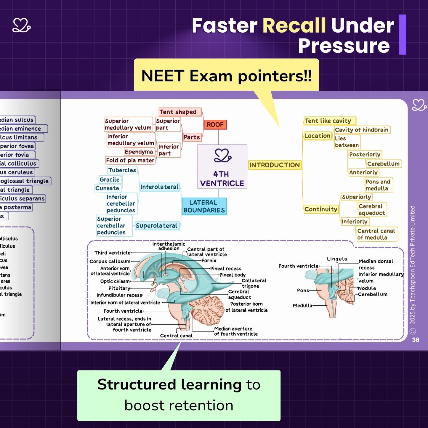 Neuroanatomy