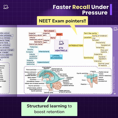 Neuroanatomy