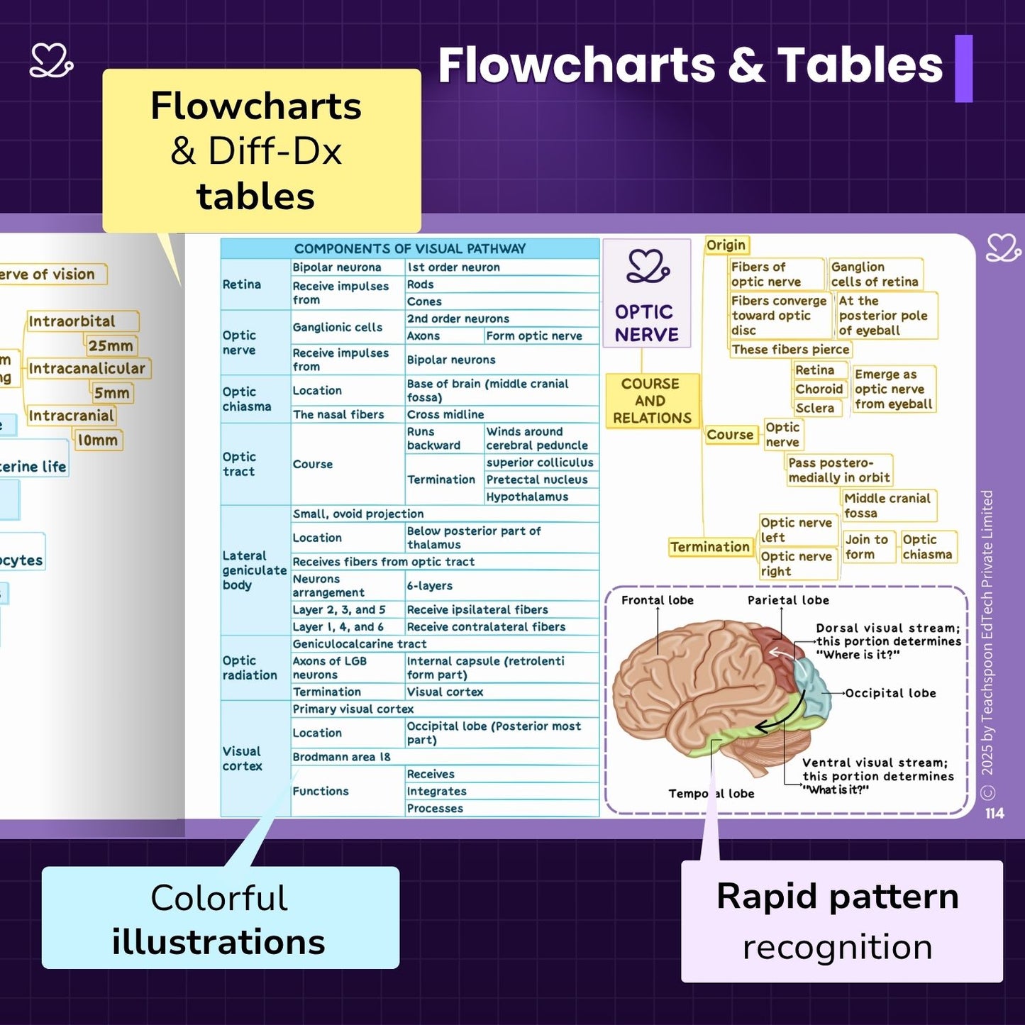 Neuroanatomy