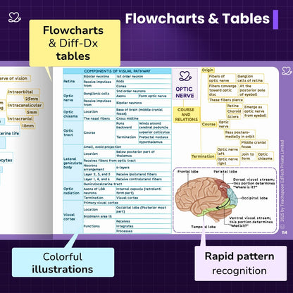 Neuroanatomy