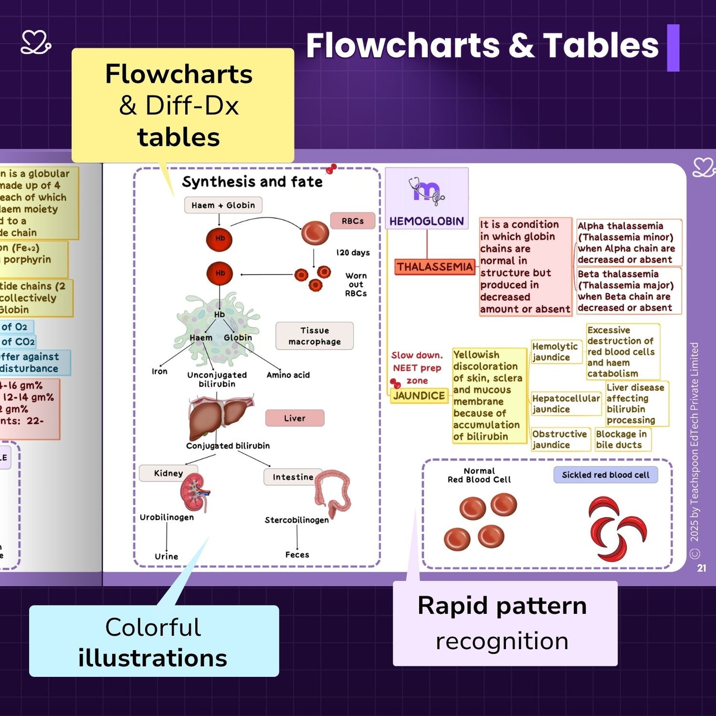 Physiology (MBBS)