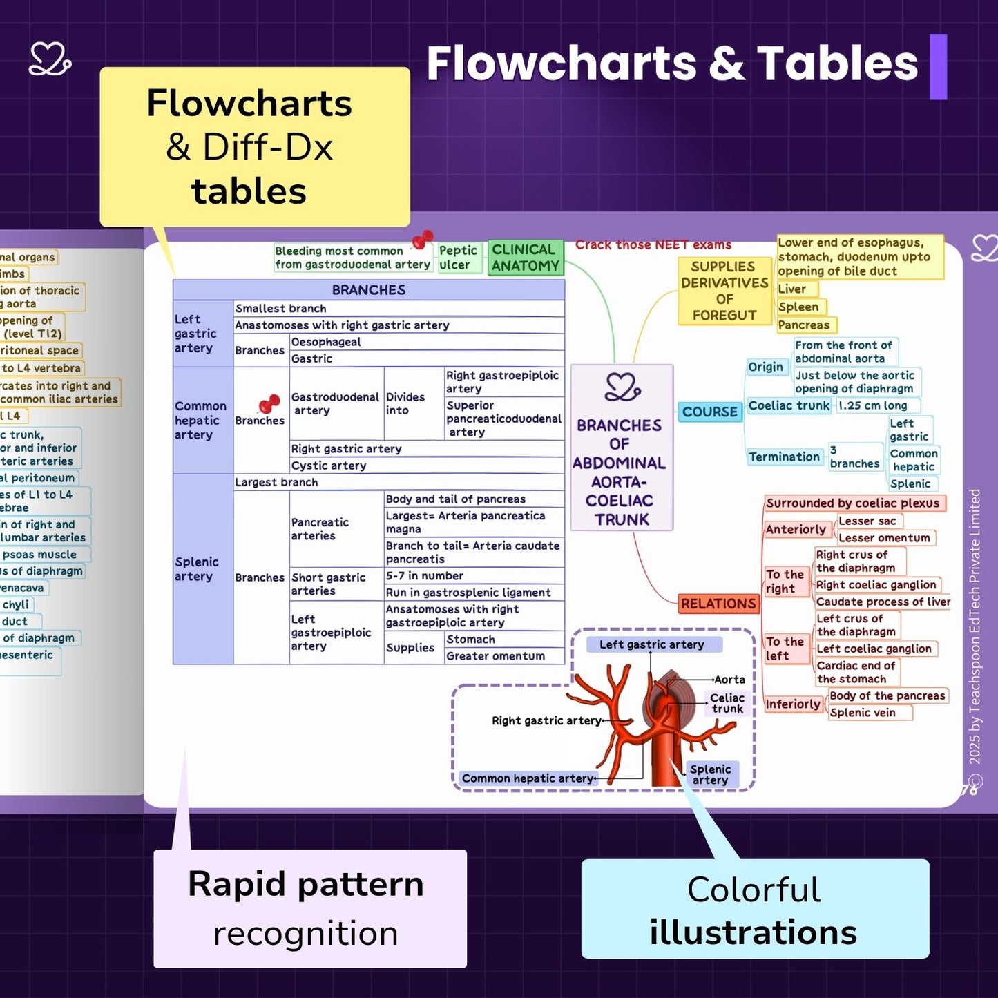 Abdomen, Thorax and Pelvis