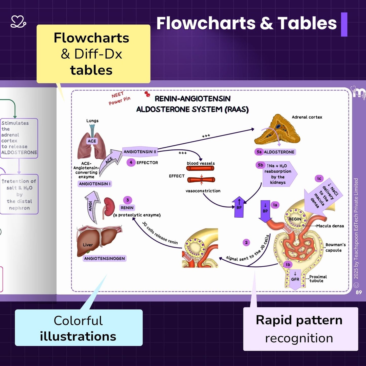 Physiology - BDS