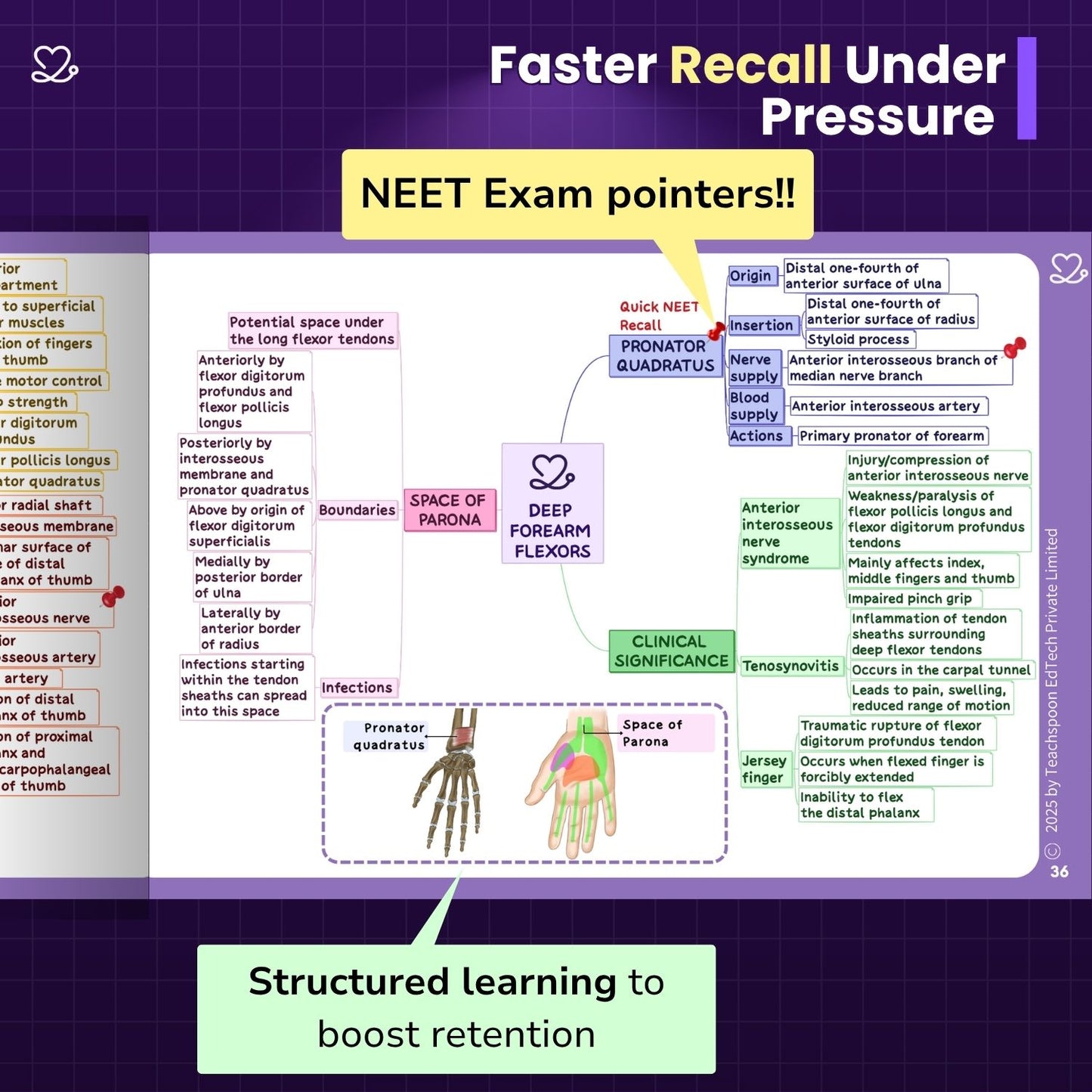 Anatomy bundle (UL, LL, Head and Neck, Abdomen Thorax and Pelvis)