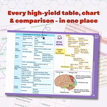 Neuroanatomy