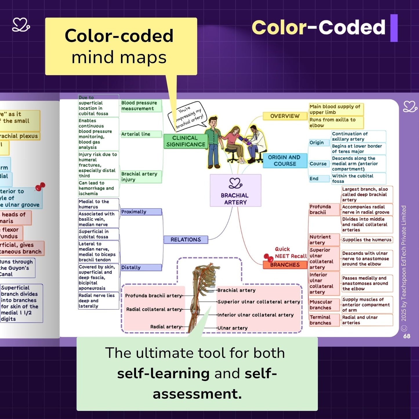 Upper Limb and Lower Limb