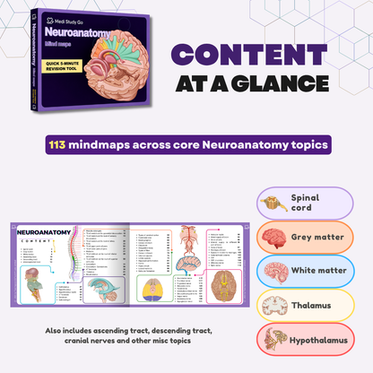 Neuroanatomy