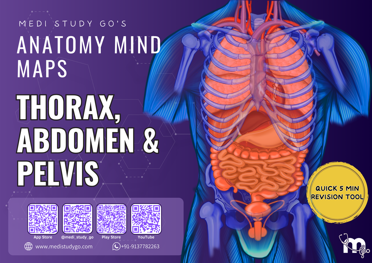 Abdomen, Thorax and Pelvis