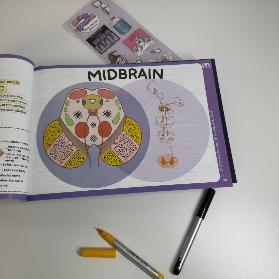 Neuroanatomy