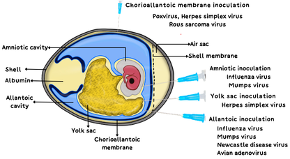 Microbiology (MBBS)