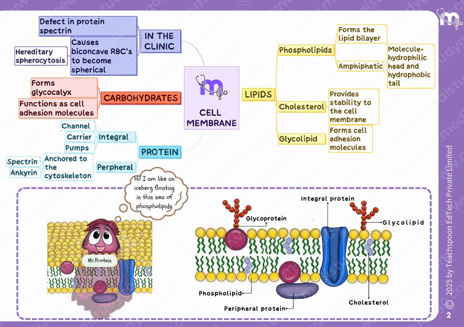 Physiology - BDS