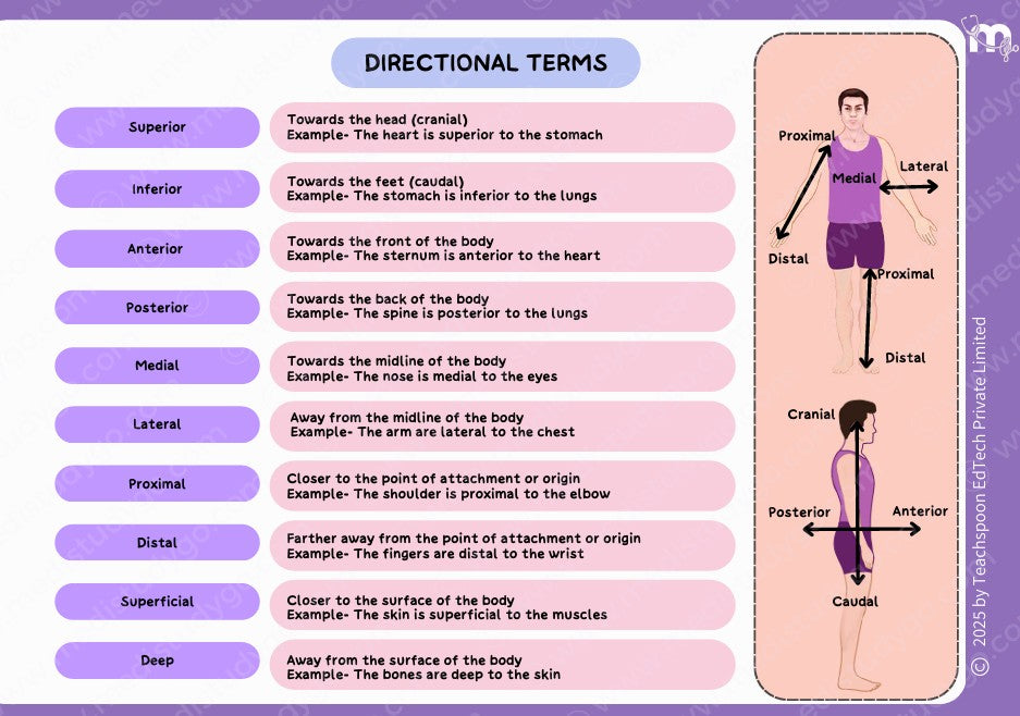General Anatomy