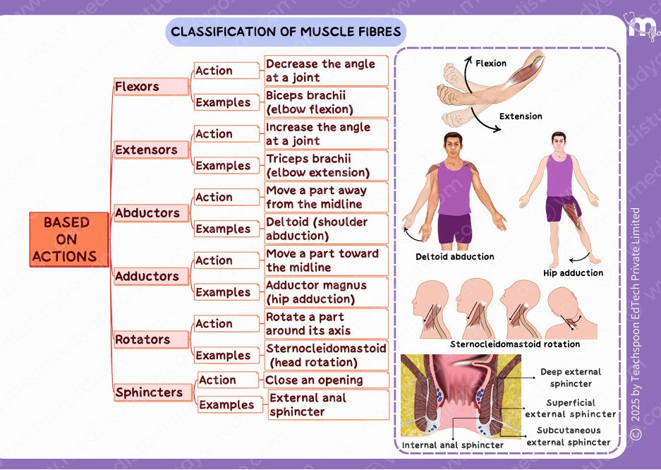 General Anatomy