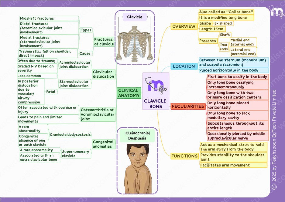 Osteology