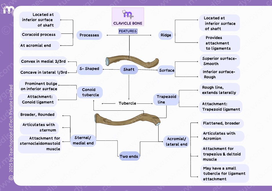 Osteology