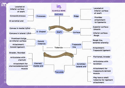 Osteology