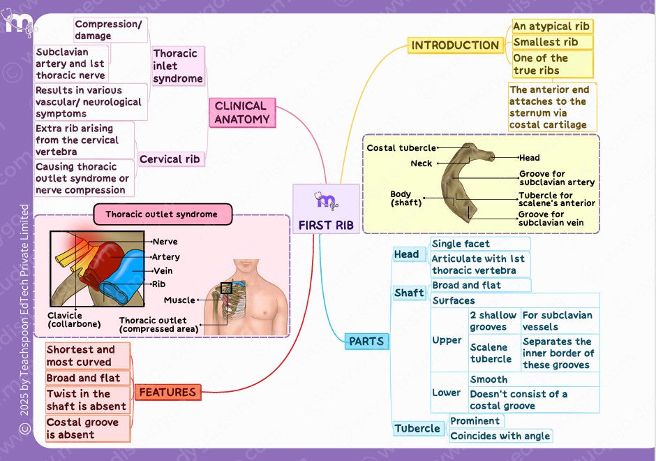 Osteology