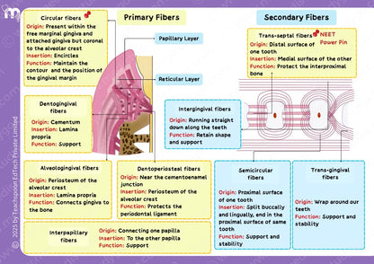 Periodontics