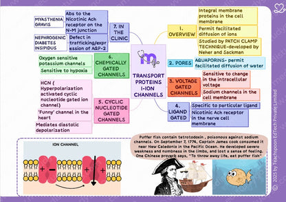 Physiology (MBBS)