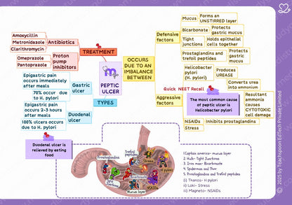 Physiology (MBBS)