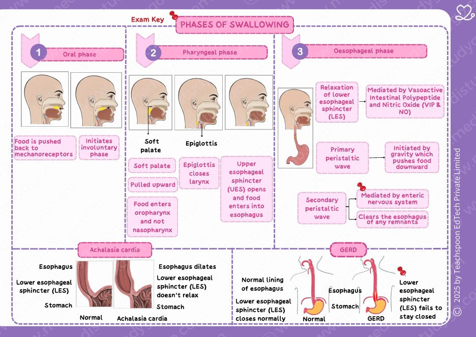Physiology (Nursing)