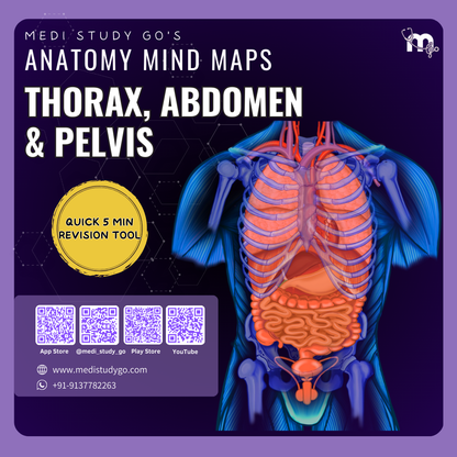 Abdomen, Thorax and Pelvis