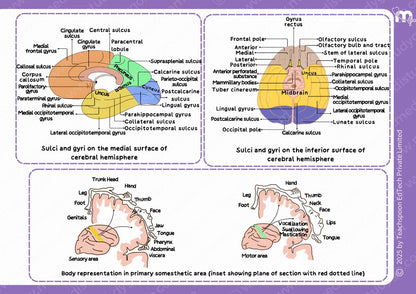 Neuroanatomy