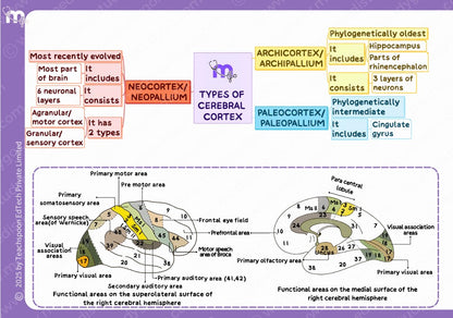 Neuroanatomy