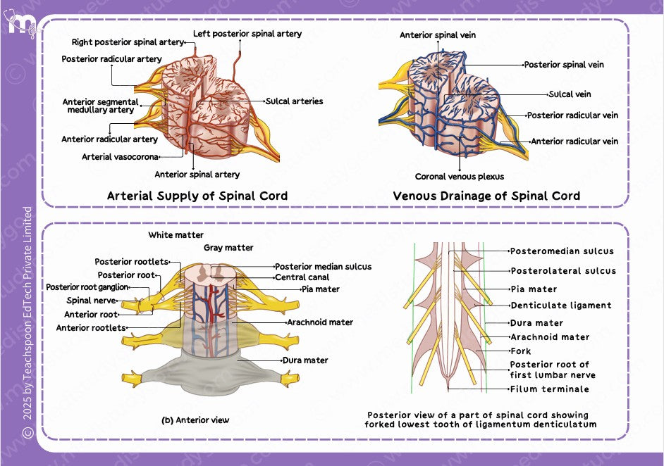 Neuroanatomy