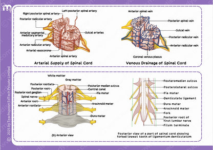 Neuroanatomy